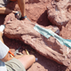 Excavation of Shingopana songwensis showing ribs and other bones being prepared for plaster-jacketing. (Image: Nancy Stevens)